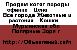 Продам котят породы сфинкс › Цена ­ 4 000 - Все города Животные и растения » Кошки   . Мурманская обл.,Полярные Зори г.